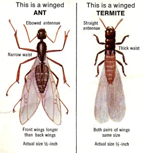 Ant-Termite