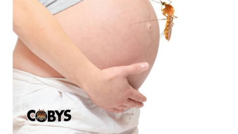 Pregnant Women Zika Virus