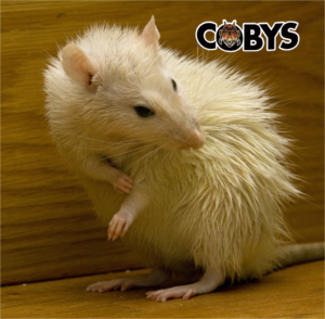 Rat Coby's Pest Control