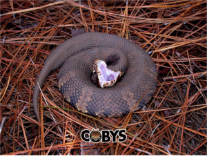 blog-19_cottonmouth_water-moccasin