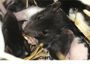 Coby's Tentless Termite & Pest Control Rats with Fleas