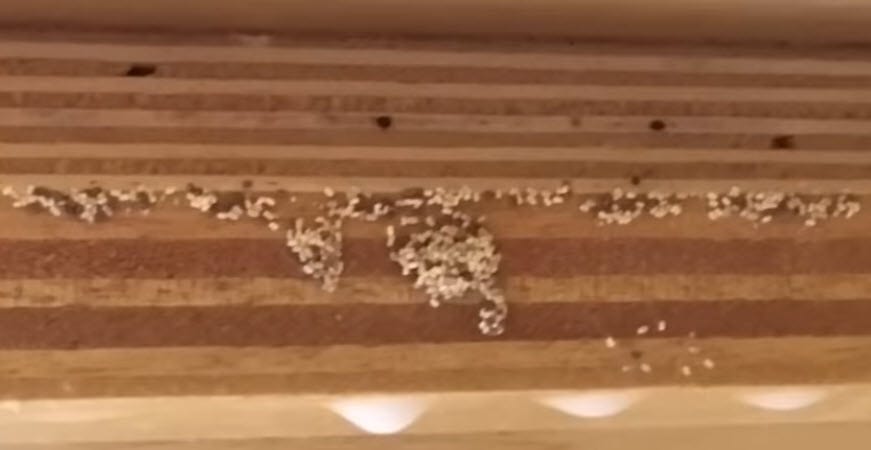 Termite droppings collected on a windowsill