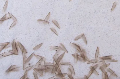 Pile of termite pellets below a small hole in wood trim