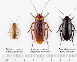 German cockroach, American cockroach, and Oriental cockroach shown side by side with a centimeter scale